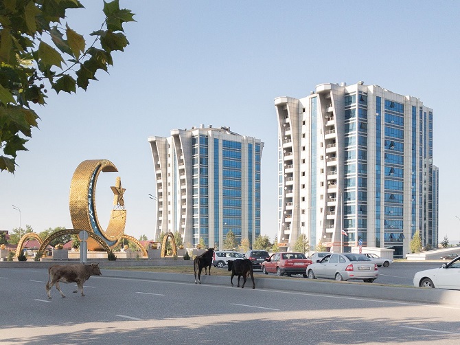 Kühe auf der Straße und Moderne im Hintergrund im tschetschenischen Argun / Foto © Dmitry Markov für Meduza