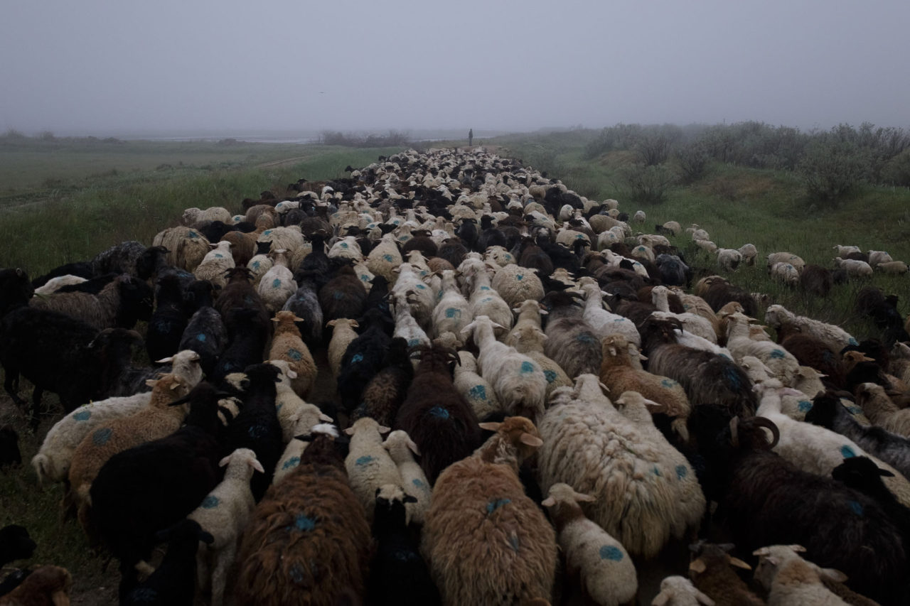 Auftrieb der Herde / Foto © Jewgenija Shulanowa