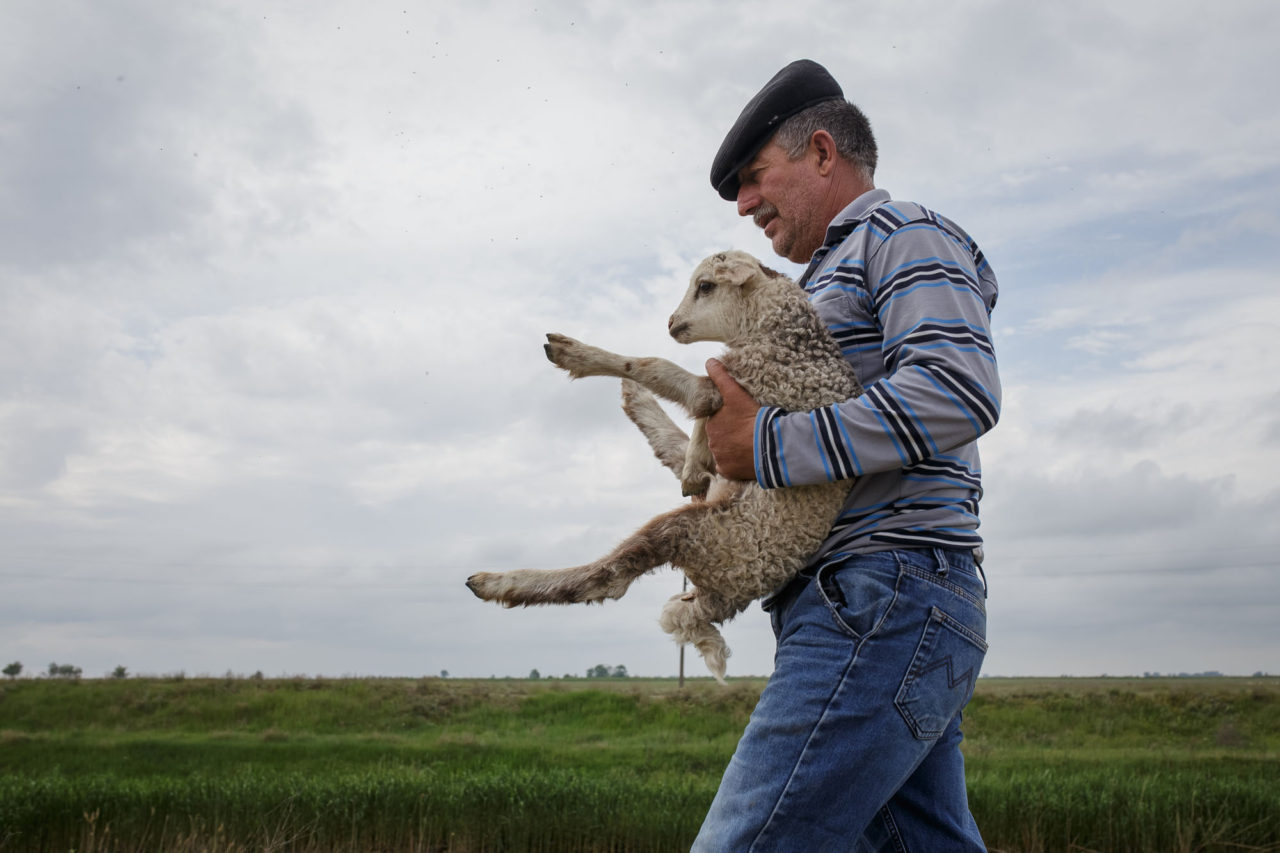 Der Schäfer Chalitbej trägt ein müdes Lamm / Foto © Jewgenija Shulanowa