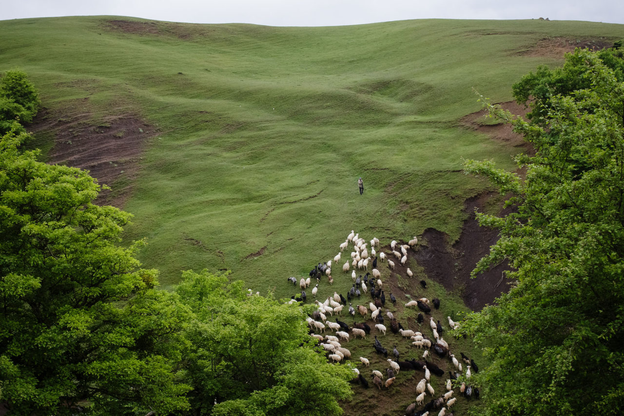 Die Herde / Foto © Jewgenija Shulanowa