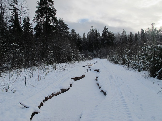 Wald, Wald, Wald. Wer sich hier verirrt, wird gar nicht erst gesucht – Fotos © Artemi Posanenko