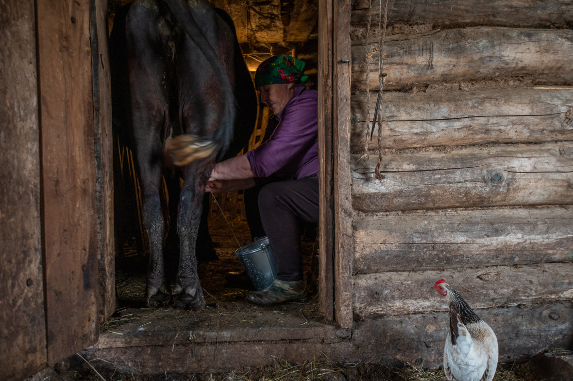 Die Feldscherin hat eine große Hauswirtschaft, um die sie sich vor und nach der Arbeit kümmern muss. Um sechs Uhr morgens melkt Alfira Nagumanowa die Kühe / Foto © Natalja Madiljan