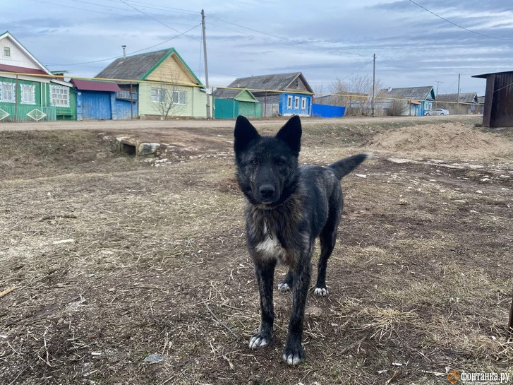 „Wie heißt er?“ „Hund.“ „Hat er keinen Namen?“ Sein Herrchen sieht ihn nachdenklich an. „Was weiß ich, Bello.“ / Foto © Alina Ampelonskaja