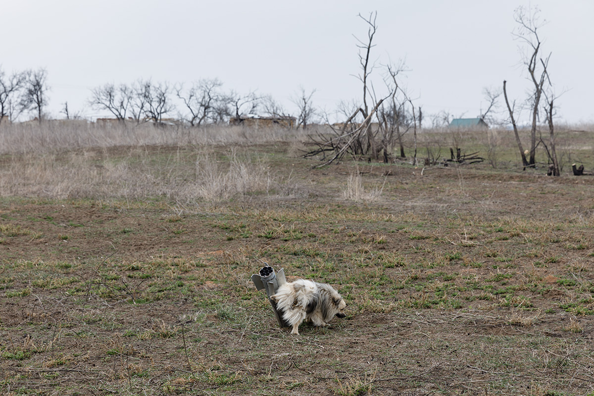 Ein Hund pinkelt an einen Blindgänger eines russischen Grad-Raketenwerfers. Der Ort wurde im September 2022 befreit, die Spuren des Krieges sind immer noch allgegenwärtig / Foto © Mykhaylo Palinchak 