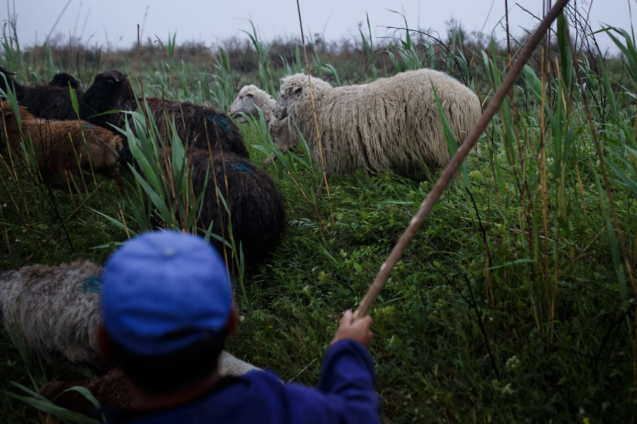 Bek treibt ein Schaf / Foto © Jewgenija Shulanowa