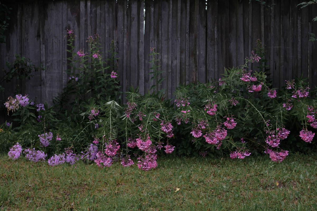 Флоксы — цветы, которые выращивала бабушка, сейчас за ними ухаживает мама. Малостовка, август 2019 года / © Татьяна Ткачева
