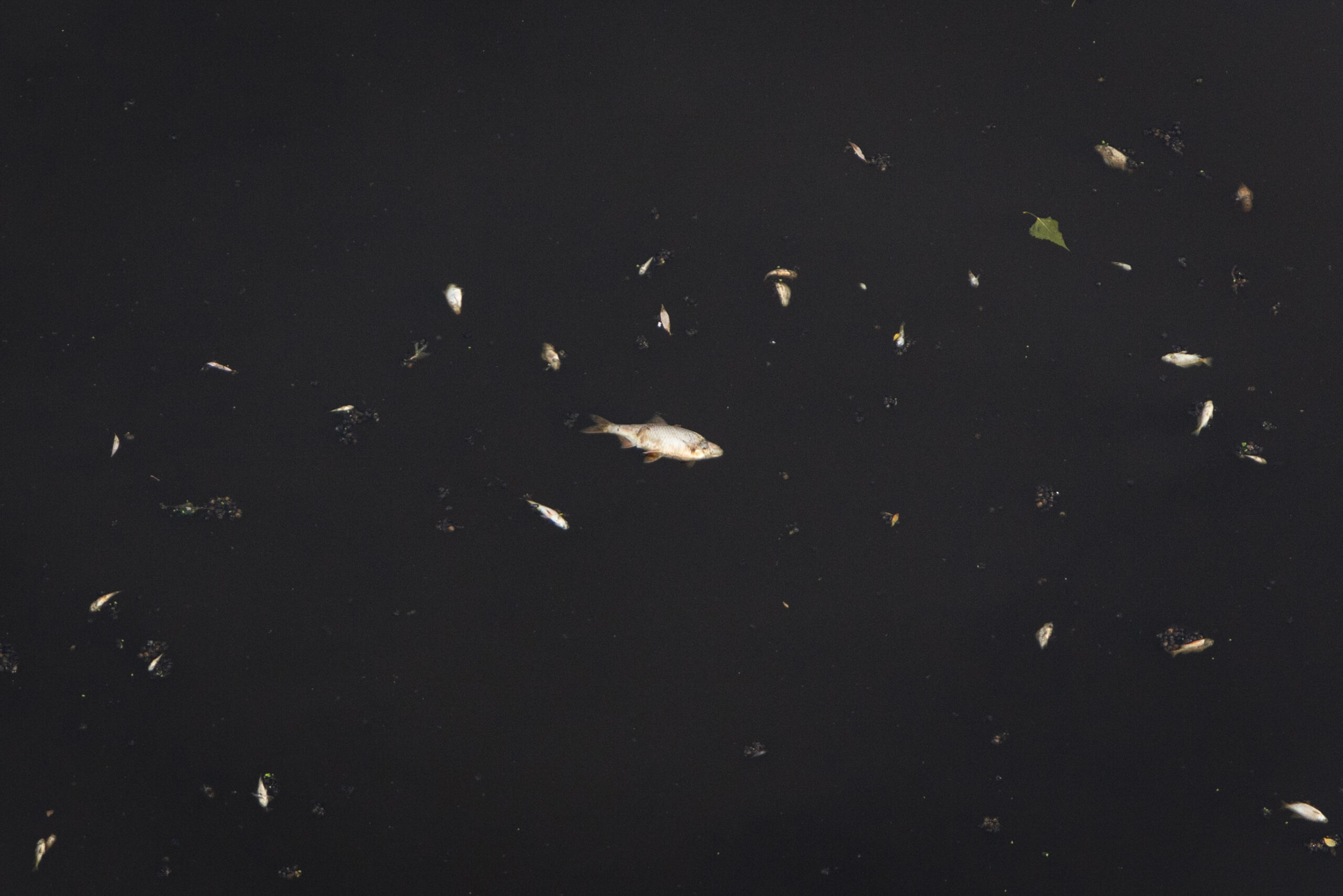 Durch Chemikalien im Fluss getötete Fische in der Desna im Dorf Awdijiwka, Oblast Tschernihiw, Foto © Danylo Dubtschak/Frontliner