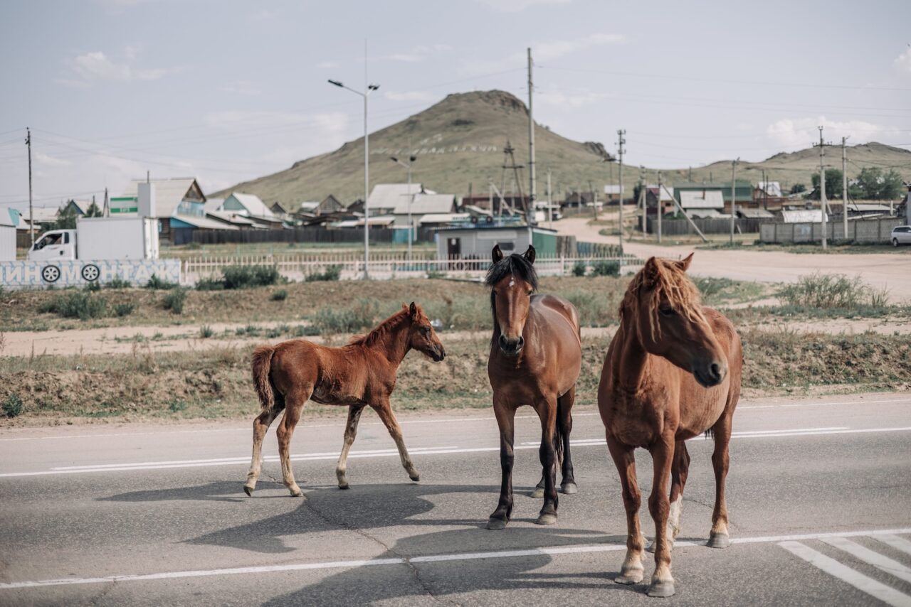 Pferde auf der Straße in Burjatien / Foto © Ljudi Baikala