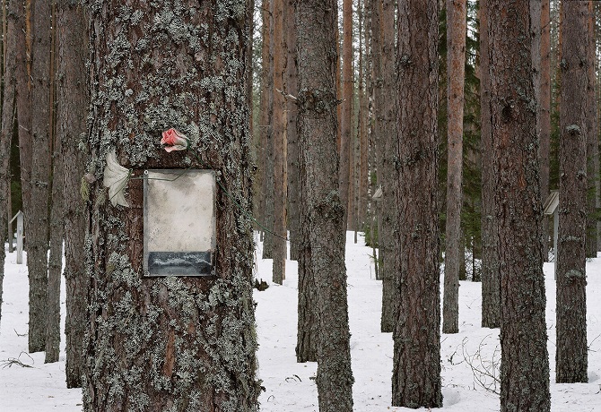 Von jedem Baum blicken mich Menschen an, Schwarzweißfotos / Foto © Tomasch Kisny