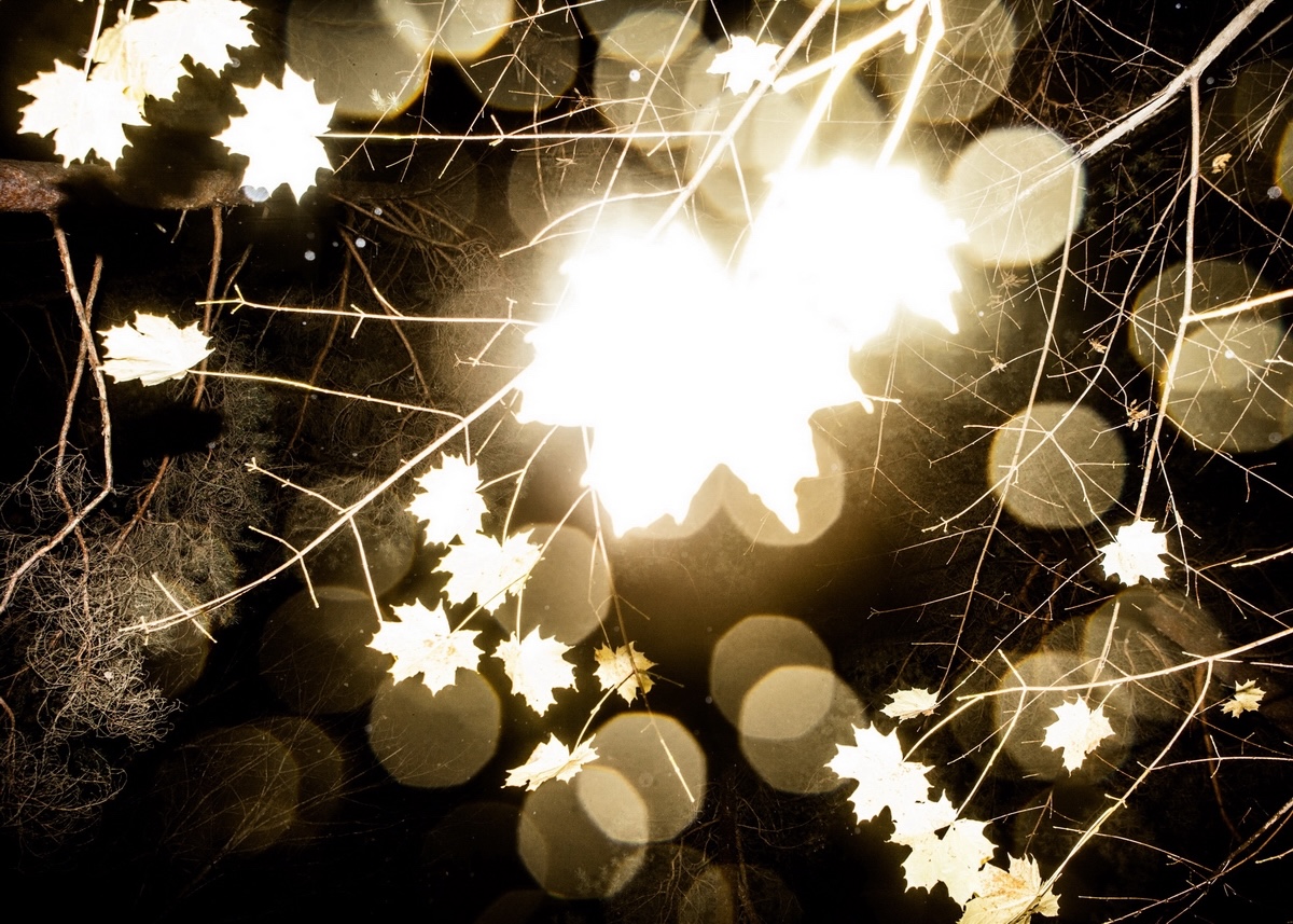 Wald von Blagowschtschina, Minsk2017 / © Foto Maxim Sarychau