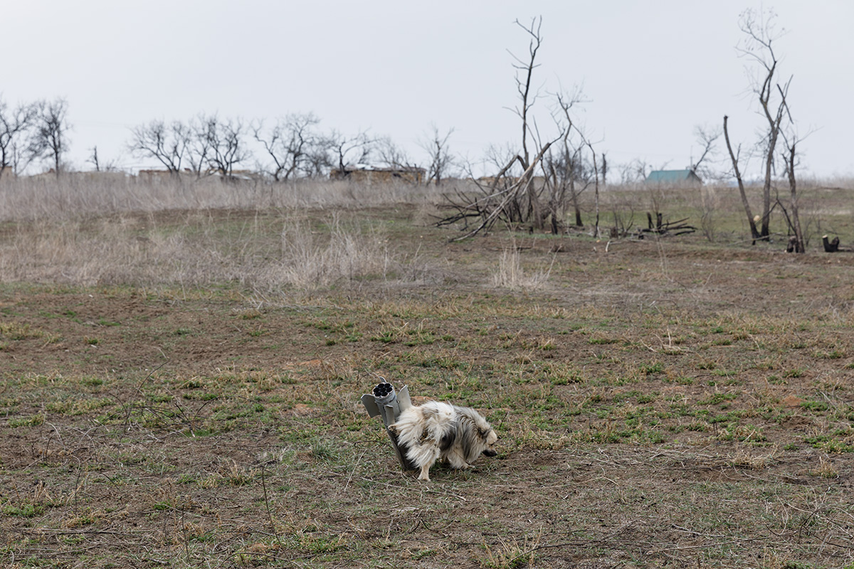 Ein Hund pinkelt an einen Blindgänger eines russischen Grad-Raketenwerfers. Der Ort wurde im September 2022 befreit, die Spuren des Krieges sind immer noch allgegenwärtig / Foto © Mykhaylo Palinchak