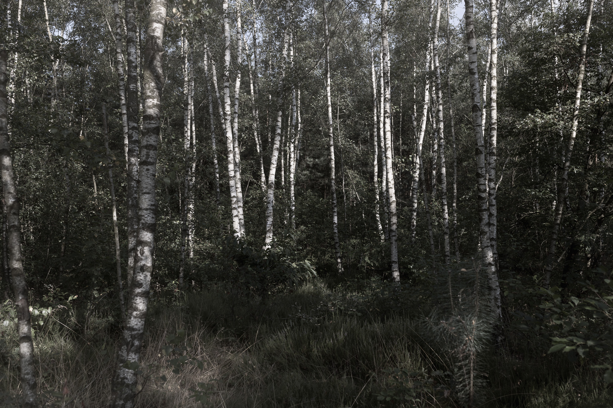 Ein Birkenwäldchen, wie es viele gibt in Russland. Es liegt aber im Grenzgebiet zwischen Deutschland und den Niederlanden. Hier geht Pater Andrej Kordotschkin häufig spazieren / Foto © Vadim Braydov