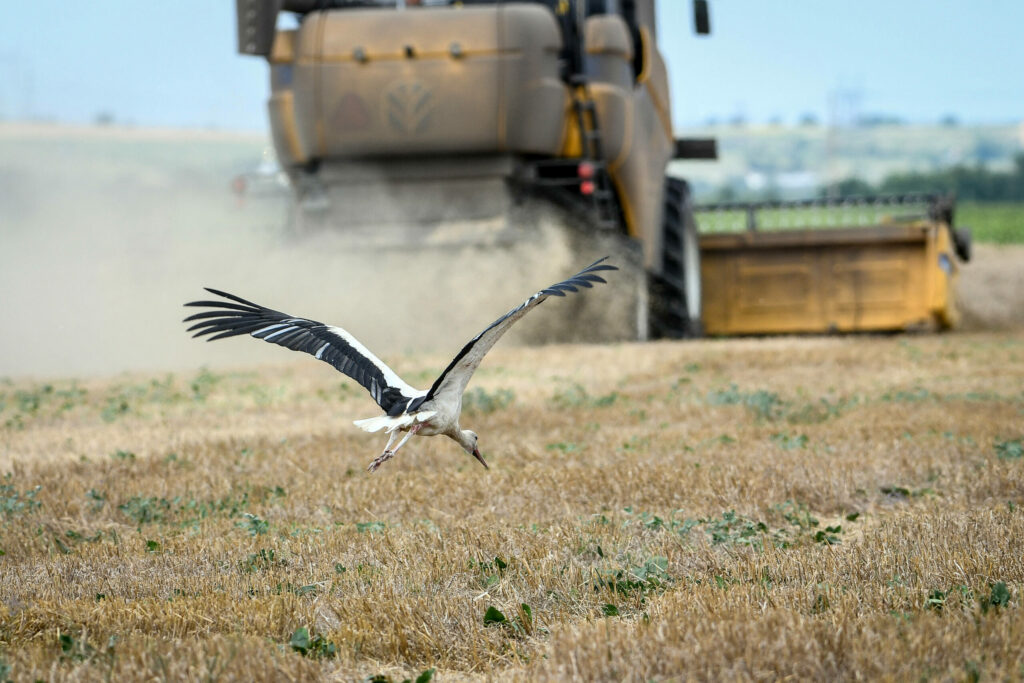 Juli 2021, der letzte Sommer, bevor Russlands Besatzer kamen: Ein Storch labt sich an Feldfrüchten bei der Ernte in der südukrainischen Region Saporishshja, Kreis Tokmak. / Foto © Dmytro Smolyenko/Ukrinform/Imago